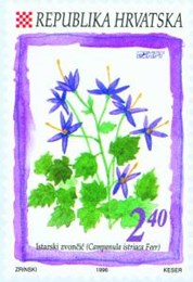 FLORA HRVATSKOGA PODRUČJA - ISTARSKI ZVONČIĆ