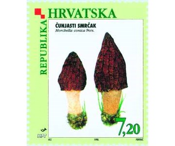 FLORA HRVATSKOGA PODRUČJA - GLJIVE - ČUNJASTI SMRČAK