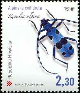 HRVATSKA FAUNA - Alpinska cvilidreta Rosalia alpina 