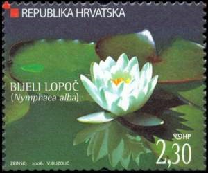 HRVATSKA FLORA  - Bijeli lopoč 