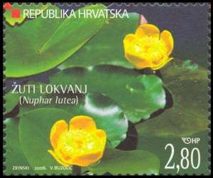 HRVATSKA FLORA - Žuti lokvanj 