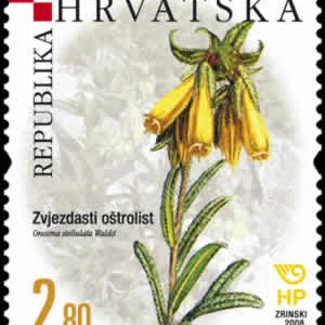 HRVATSKA FLORA - ENDEMI - Zvjezdasti oštrolist 