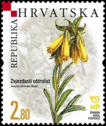 HRVATSKA FLORA - ENDEMI - Zvjezdasti oštrolist 