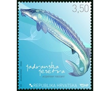 HRVATSKA FAUNA - JADRANSKA JESETRA