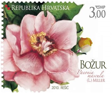 BOŽUR  (blok) 
