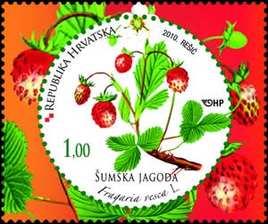 HRVATSKA FLORA –  VOĆE - ŠUMSKA JAGODA