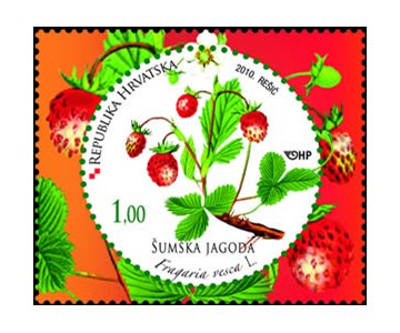 HRVATSKA FLORA –  VOĆE - ŠUMSKA JAGODA