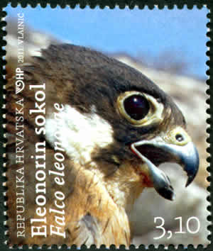 HRVATSKA FAUNA - Eleonorin sokol