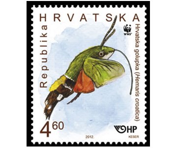 HRVATSKA GOLUPKA