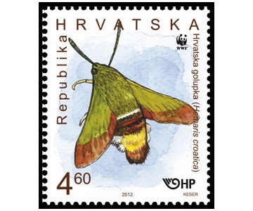 HRVATSKA GOLUPKA