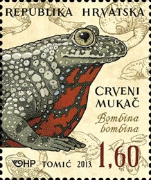 HRVATSKA FAUNA - VODOZEMCI, Crveni mukač 