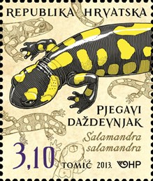 HRVATSKA FAUNA - VODOZEMCI, Pjegavi daždevnjak 