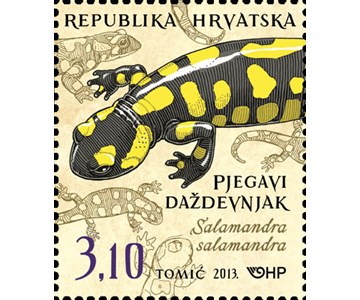 HRVATSKA FAUNA - VODOZEMCI, Pjegavi daždevnjak 