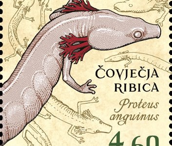 HRVATSKA FAUNA - VODOZEMCI, Čovječja ribica 