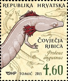 HRVATSKA FAUNA - VODOZEMCI, Čovječja ribica 