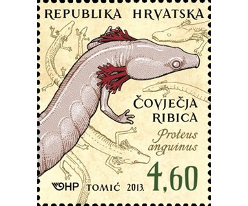 HRVATSKA FAUNA - VODOZEMCI, Čovječja ribica 