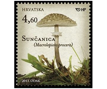 GLJIVE - Velika sunčanica