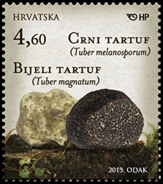 GLJIVE -  Bijeli i crni tartuf