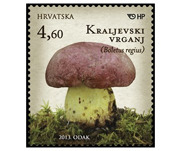GLJIVE - Kraljevski vrganj