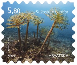 HRVATSKO PODMORJE, Kožasti perjaničar