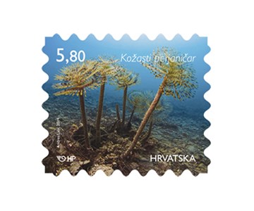 HRVATSKO PODMORJE, Kožasti perjaničar