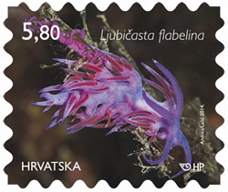 HRVATSKO PODMORJE, Ljubičasta flabelina