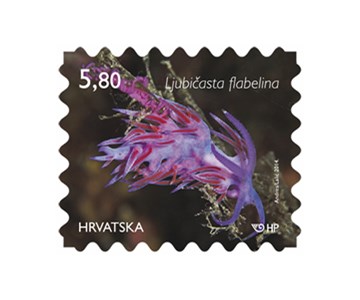 HRVATSKO PODMORJE, Ljubičasta flabelina