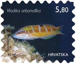 HRVATSKO PODMORJE, Vladika arbanaška