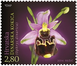 HRVATSKA FLORA – ENDEMIČNE ORHIDEJE, Dinarska kokica