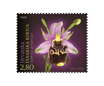 HRVATSKA FLORA – ENDEMIČNE ORHIDEJE, Dinarska kokica