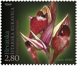 HRVATSKA FLORA – ENDEMIČNE ORHIDEJE, Istarska kukavica