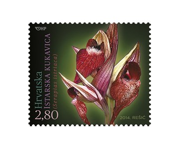 HRVATSKA FLORA – ENDEMIČNE ORHIDEJE, Istarska kukavica