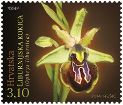 HRVATSKA FLORA – ENDEMIČNE ORHIDEJE, Liburnijska kokica