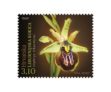 HRVATSKA FLORA – ENDEMIČNE ORHIDEJE, Liburnijska kokica