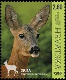 HRVATSKA FAUNA – ŠUMSKE ŽIVOTINJE, SRNA