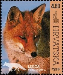 HRVATSKA FAUNA – ŠUMSKE ŽIVOTINJE, LISICA