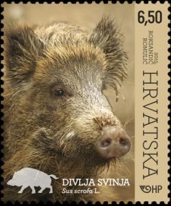 HRVATSKA FAUNA – ŠUMSKE ŽIVOTINJE, DIVLJA SVINJA
