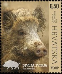 HRVATSKA FAUNA – ŠUMSKE ŽIVOTINJE, DIVLJA SVINJA