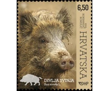 HRVATSKA FAUNA – ŠUMSKE ŽIVOTINJE, DIVLJA SVINJA