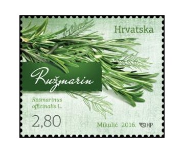 HRVATSKA FLORA - RUŽMARIN