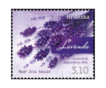 HRVATSKA FLORA - LAVANDA