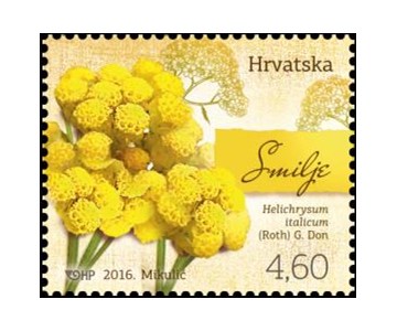 HRVATSKA FLORA - SMILJE