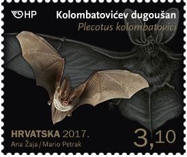 HRVATSKA FAUNA - ŠIŠMIŠI, Kolombatovićev dugoušan