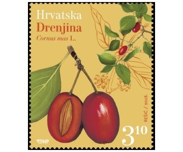 HRVATSKA FLORA - Drenjina