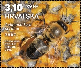 HRVATSKA FAUNA – SIVA PČELA, trut