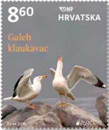 EUROPA – PTICE, galeb klaukavac