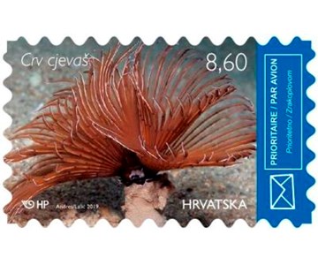 HRVATSKO PODMORJE III, Crv cjevaš 