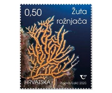 HRVATSKO PODMORJE IV., Žuta rožnjača 