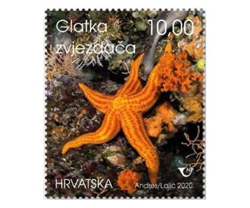 HRVATSKO PODMORJE IV., Glatka zvjezdača 