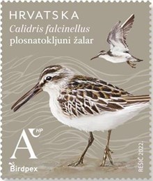 BIRDPEX – zaštićene vrste ptica, plosnatokljuni žalar 